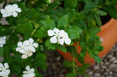 Bir sinek, Musca domestica, ağustosta beyaz bir Catharanthus gülünün üzerinde oturur. Catharanthus roseus, Apocynaceae familyasından, Apocynaceae familyasından bir bitki türü. Rodos Adası, Yunanistan
