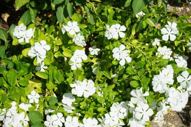 Catharanthus Roseus ağustosta çiçek açar. Catharanthus roseus, parlak gözlü, Cape menekşesi, mezarlık bitkisi, Madagaskar menekşesi, yaşlı kız kurusu, pembe menekşe, gül menekşesi, Apocynaceae familyasından bir çiçektir. Rodos, Yunanistan