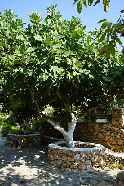 The fruits on the small tree of Ficus carica hang in August. The fig is the edible fruit of Ficus carica, a species of small tree in the flowering plant family Moraceae. Lardos, Rhodes, Greece