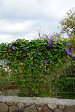 Ipomoea purpurea, ağustosta mavi-bordo çiçekleriyle çiçek açar. Ipomoea purpurea, Ipomoea familyasından bir kuş türü. Rodos Adası, Yunanistan 