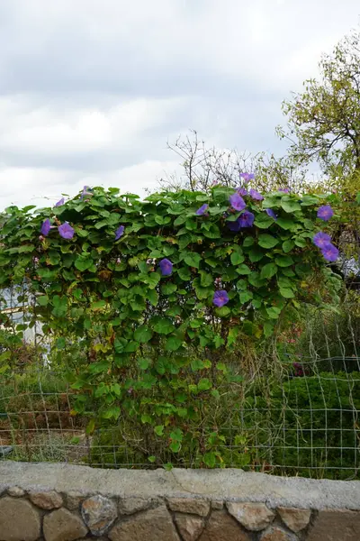 Ipomoea purpurea, ağustosta mavi-bordo çiçekleriyle çiçek açar. Ipomoea purpurea, Ipomoea familyasından bir kuş türü. Rodos Adası, Yunanistan 