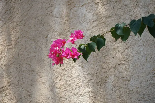 Bougainvillea çalısı ağustosta pembe-mor çiçeklerle açar. Bougainvillea, Nyctaginaceae familyasına ait dikenli asmalar, çalılar ve ağaçların oluşturduğu bir cinstir. Rodos Adası, Yunanistan 