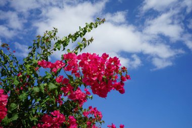 Bougainvillea çalısı ağustosta pembe-mor çiçeklerle açar. Bougainvillea, Nyctaginaceae familyasına ait dikenli asmalar, çalılar ve ağaçların oluşturduğu bir cinstir. Rodos Adası, Yunanistan 