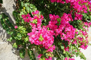 Bougainvillea çalısı ağustosta pembe-mor çiçeklerle açar. Bougainvillea, Nyctaginaceae familyasına ait dikenli asmalar, çalılar ve ağaçların oluşturduğu bir cinstir. Rodos Adası, Yunanistan 
