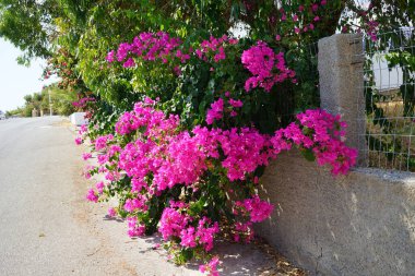Bougainvillea çalısı ağustosta pembe-mor çiçeklerle açar. Bougainvillea, Nyctaginaceae familyasına ait dikenli asmalar, çalılar ve ağaçların oluşturduğu bir cinstir. Rodos Adası, Yunanistan 