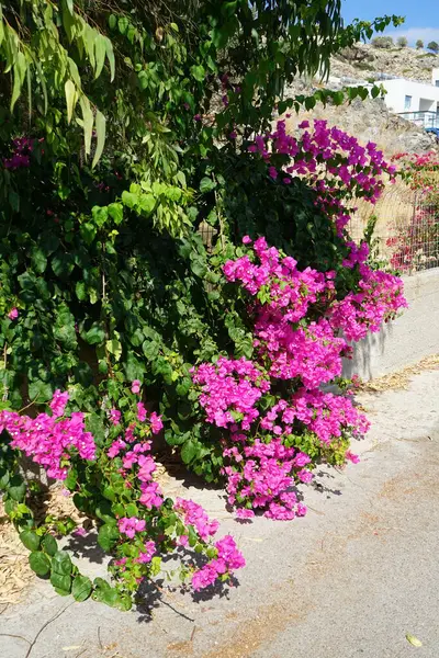 Bougainvillea çalısı ağustosta pembe-mor çiçeklerle açar. Bougainvillea, Nyctaginaceae familyasına ait dikenli asmalar, çalılar ve ağaçların oluşturduğu bir cinstir. Rodos Adası, Yunanistan 
