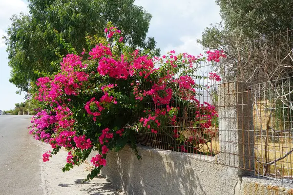 Bougainvillea çalısı ağustosta pembe-mor çiçeklerle açar. Bougainvillea, Nyctaginaceae familyasına ait dikenli asmalar, çalılar ve ağaçların oluşturduğu bir cinstir. Rodos Adası, Yunanistan 