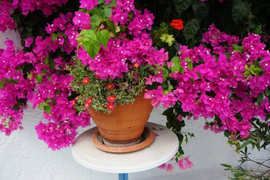 Delosperma dyeri ve Pelargonium hororum çiçekleri ağustosta, etrafında pembe-mor Bougainvillea spektabilis çiçekleri bulunan bir saksıda çiçek açarlar. Bougainvillea spectabilis, çiçekli bir bitki türüdür. Rodos, Yunanistan