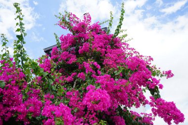 Bougainvillea çalısı ağustosta pembe-mor çiçeklerle açar. Bougainvillea, Nyctaginaceae familyasına ait dikenli asmalar, çalılar ve ağaçların oluşturduğu bir cinstir. Rodos Adası, Yunanistan 