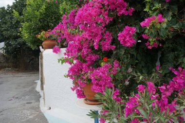 Delosperma dyeri ve Pelargonium hororum çiçekleri ağustosta, etrafında pembe-mor Bougainvillea spektabilis çiçekleri bulunan bir saksıda çiçek açarlar. Bougainvillea spectabilis, çiçekli bir bitki türüdür. Rodos, Yunanistan