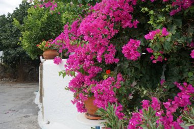 Delosperma dyeri ve Pelargonium hororum çiçekleri ağustosta, etrafında pembe-mor Bougainvillea spektabilis çiçekleri bulunan bir saksıda çiçek açarlar. Bougainvillea spectabilis, çiçekli bir bitki türüdür. Rodos, Yunanistan