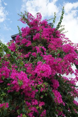 Bougainvillea çalısı ağustosta pembe-mor çiçeklerle açar. Bougainvillea, Nyctaginaceae familyasına ait dikenli asmalar, çalılar ve ağaçların oluşturduğu bir cinstir. Rodos Adası, Yunanistan 