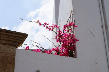 Bougainvillea çalısı ağustosta pembe-mor çiçeklerle açar. Bougainvillea, Nyctaginaceae familyasına ait dikenli asmalar, çalılar ve ağaçların oluşturduğu bir cinstir. Rodos Adası, Yunanistan 