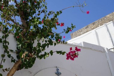 Bougainvillea çalısı ağustosta pembe-mor çiçeklerle açar. Bougainvillea, Nyctaginaceae familyasına ait dikenli asmalar, çalılar ve ağaçların oluşturduğu bir cinstir. Rodos Adası, Yunanistan 