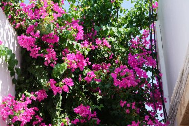 Bougainvillea çalısı ağustosta pembe-mor çiçeklerle açar. Bougainvillea, Nyctaginaceae familyasına ait dikenli asmalar, çalılar ve ağaçların oluşturduğu bir cinstir. Rodos Adası, Yunanistan 