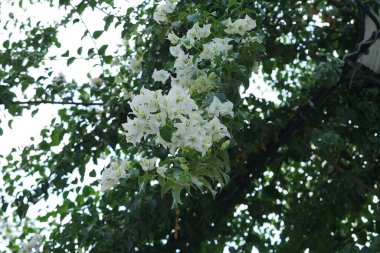 Beyaz Bougainvillea spektabilis ağustosta çiçek açar. Bougainvillea spectabilis, çiçekli bir bitki türüdür. Rodos Adası, Yunanistan 