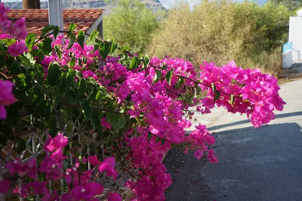 Bougainvillea çalısı ağustosta pembe-mor çiçeklerle açar. Bougainvillea, Nyctaginaceae familyasına ait dikenli asmalar, çalılar ve ağaçların oluşturduğu bir cinstir. Rodos Adası, Yunanistan 