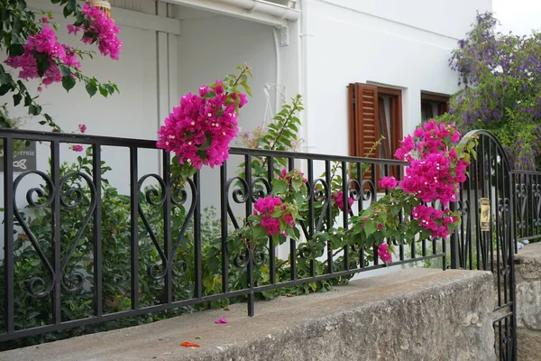 Bougainvillea çalısı ağustosta pembe-mor çiçeklerle açar. Bougainvillea, Nyctaginaceae familyasına ait dikenli asmalar, çalılar ve ağaçların oluşturduğu bir cinstir. Rodos Adası, Yunanistan 