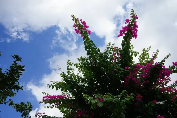 Bougainvillea çalısı ağustosta pembe-mor çiçeklerle açar. Bougainvillea, Nyctaginaceae familyasına ait dikenli asmalar, çalılar ve ağaçların oluşturduğu bir cinstir. Rodos Adası, Yunanistan 