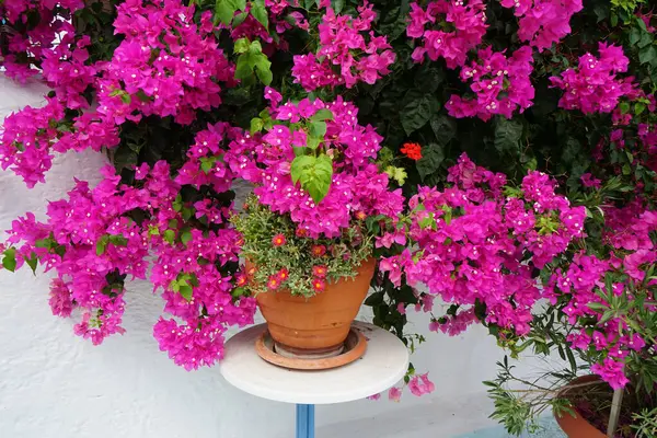 Delosperma dyeri ve Pelargonium hororum çiçekleri ağustosta, etrafında pembe-mor Bougainvillea spektabilis çiçekleri bulunan bir saksıda çiçek açarlar. Bougainvillea spectabilis, çiçekli bir bitki türüdür. Rodos, Yunanistan