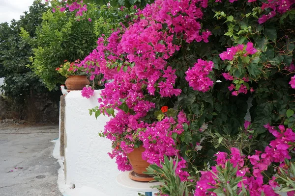 Delosperma dyeri ve Pelargonium hororum çiçekleri ağustosta, etrafında pembe-mor Bougainvillea spektabilis çiçekleri bulunan bir saksıda çiçek açarlar. Bougainvillea spectabilis, çiçekli bir bitki türüdür. Rodos, Yunanistan