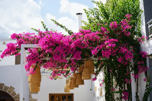 Bougainvillea çalısı ağustosta pembe-mor çiçeklerle açar. Bougainvillea, Nyctaginaceae familyasına ait dikenli asmalar, çalılar ve ağaçların oluşturduğu bir cinstir. Rodos Adası, Yunanistan 