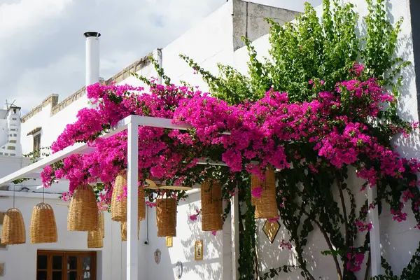 Bougainvillea çalısı ağustosta pembe-mor çiçeklerle açar. Bougainvillea, Nyctaginaceae familyasına ait dikenli asmalar, çalılar ve ağaçların oluşturduğu bir cinstir. Rodos Adası, Yunanistan 