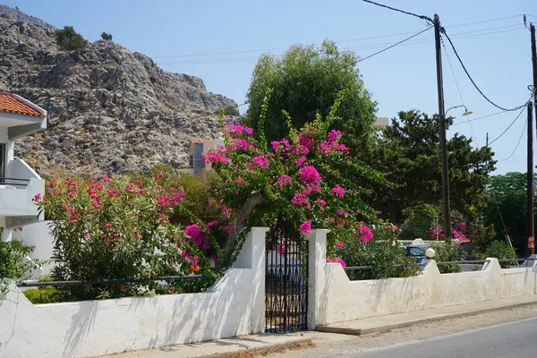 Bougainvillea çalısı ağustosta pembe-mor çiçeklerle açar. Bougainvillea, Nyctaginaceae familyasına ait dikenli asmalar, çalılar ve ağaçların oluşturduğu bir cinstir. Rodos Adası, Yunanistan 