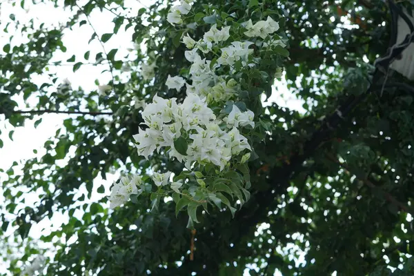 Beyaz Bougainvillea spektabilis ağustosta çiçek açar. Bougainvillea spectabilis, çiçekli bir bitki türüdür. Rodos Adası, Yunanistan 