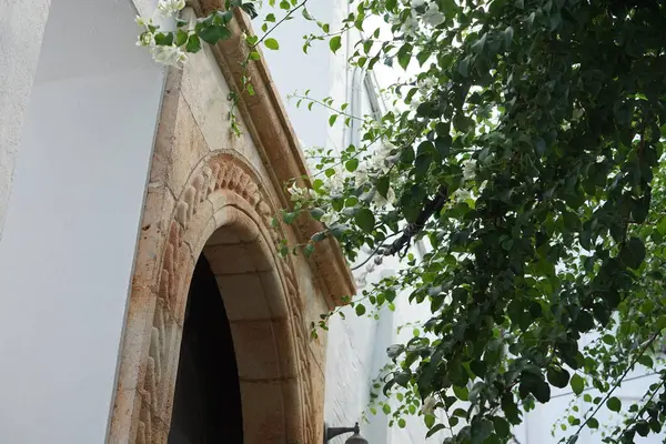 Beyaz Bougainvillea spektabilis ağustosta çiçek açar. Bougainvillea spectabilis, çiçekli bir bitki türüdür. Rodos Adası, Yunanistan 