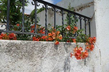 Kampüs ağustosta portakal çiçekleriyle çiçek açar. Kamp, trompet sarmaşığı veya trompet sarmaşığı, Bignoniaceae familyasından bir bitki cinsidir. Rodos Adası, Yunanistan 