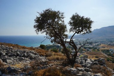 Ağustosta Lardos tepesinde büyüyen Ziziphus nilüfer ağacı. Ziziphus lotus, Akdeniz 'e özgü Buckthorn familyasından bir yaprak döken ağaçtır. Rodos Adası, Yunanistan 