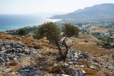 Ağustosta Lardos tepesinde büyüyen Ziziphus nilüfer ağacı. Ziziphus lotus, Akdeniz 'e özgü Buckthorn familyasından bir yaprak döken ağaçtır. Rodos Adası, Yunanistan 