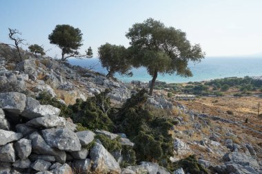 Rhamnus lycioides subsp. Ağustosta Lardos tepesinde yeşil meyveli oleoidler yetişir. Rhamnus lycioides, (Türkçe: 