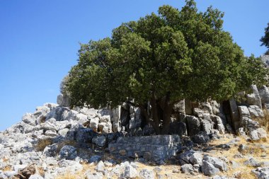 Quercus rotundifolia. Ağustos 'ta Lardos tepesinde meyveler yetişiyor. Quercus rotundifolia ya da holm meşesi, Akdeniz 'in batısında yer alan bir meşedir. Rodos Adası, Yunanistan 
