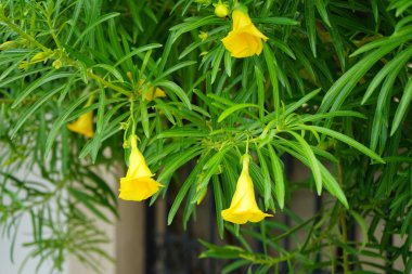 Cascabela Ağustosta çiçek açar. Cascabela thevetia, Thevetia peruviana, Meksika ve Orta Amerika 'da yetişen zehirli bir bitkidir. Rodos Adası, Yunanistan 