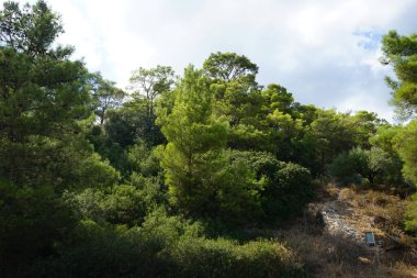 Pinus halepensis ağacı ağustosta yetişir. Pinus halepensis, Halep çamı, Kudüs çamı, Akdeniz 'e özgü bir çam çamı. Rodos Adası, Yunanistan