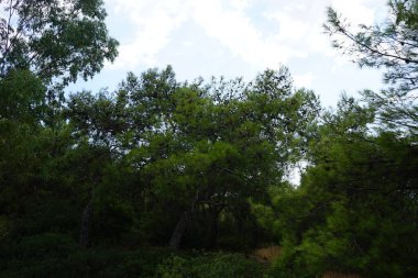 Pinus halepensis ağacı ağustosta yetişir. Pinus halepensis, Halep çamı, Kudüs çamı, Akdeniz 'e özgü bir çam çamı. Rodos Adası, Yunanistan