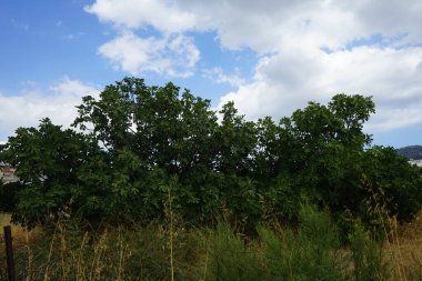 Ağustosta meyveli Ficus carica büyür. İncir, çiçek açan Moraceae familyasından küçük bir ağaç türü olan Ficus carica 'nın yenilebilir meyvesidir. Rodos Adası, Yunanistan 