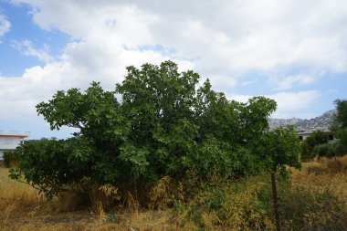 Ağustosta meyveli Ficus carica büyür. İncir, çiçek açan Moraceae familyasından küçük bir ağaç türü olan Ficus carica 'nın yenilebilir meyvesidir. Rodos Adası, Yunanistan 
