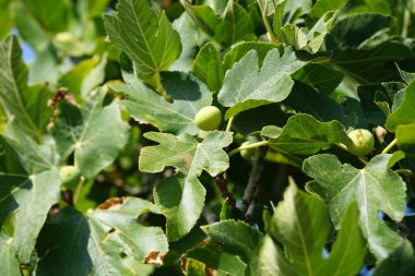Ağustosta meyveli Ficus carica büyür. İncir, çiçek açan Moraceae familyasından küçük bir ağaç türü olan Ficus carica 'nın yenilebilir meyvesidir. Rodos Adası, Yunanistan 