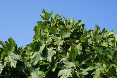 Ağustosta meyveli Ficus carica büyür. İncir, çiçek açan Moraceae familyasından küçük bir ağaç türü olan Ficus carica 'nın yenilebilir meyvesidir. Rodos Adası, Yunanistan 