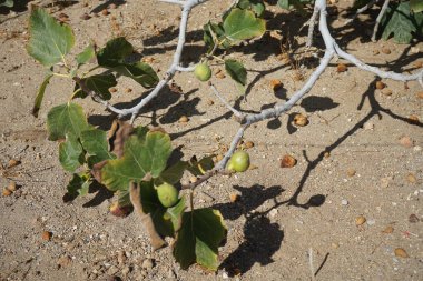 Eylül 'de meyveli Ficus carica büyür. İncir, çiçek açan Moraceae familyasından küçük bir ağaç türü olan Ficus carica 'nın yenilebilir meyvesidir. Rodos Adası, Yunanistan