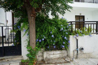 Plumbago auriculata ağustosta çiçek açar. Plumbago auriculata, Pelerin Leadwort, Plumbaginaceae familyasından bir bitki türü. Lardos, Rodos Adası, Yunanistan 