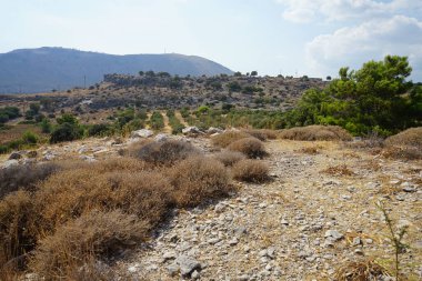 Ağustosta zeytin ağaçları olan bir çiftliğe bakan güzel dağ manzarası. Olea europaea, Oleaceae familyasından bir zeytin türüdür. Rodos Adası, Yunanistan
