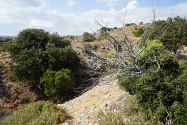 Kurumuş bitki, kayalık bir tepedeki Akdeniz bitki örtüsünün arka planında yer alıyor. Rodos Adası, Yunanistan