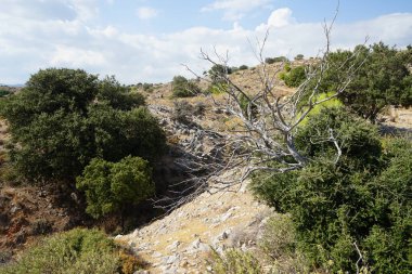 Kurumuş bitki, kayalık bir tepedeki Akdeniz bitki örtüsünün arka planında yer alıyor. Rodos Adası, Yunanistan