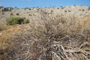 Kurumuş bitki, kayalık bir tepedeki Akdeniz bitki örtüsünün arka planında yer alıyor. Rodos Adası, Yunanistan