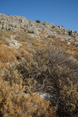 Kurumuş bitki, kayalık bir tepedeki Akdeniz bitki örtüsünün arka planında yer alıyor. Rodos Adası, Yunanistan