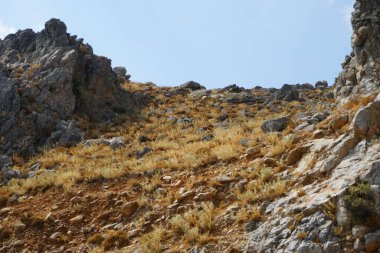 Eylül ayında kayalık tepelerde beyaz bir koyun otluyor. Koyun ya da evcil koyun, Ovis armaları, genellikle çiftlik hayvanı olarak tutulan evcilleştirilmiş bir memeli türüdür. Rodos Adası, Yunanistan